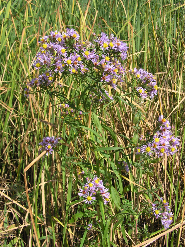 Image of Tripolium pannonicum specimen.