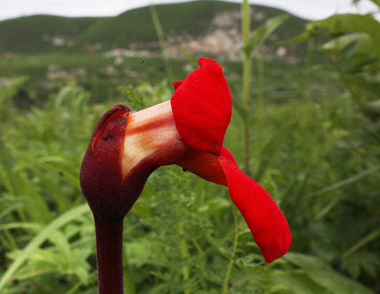 Image of Phelypaea coccinea specimen.