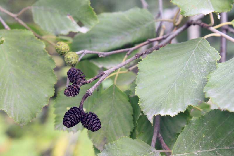 Изображение особи Alnus incana.