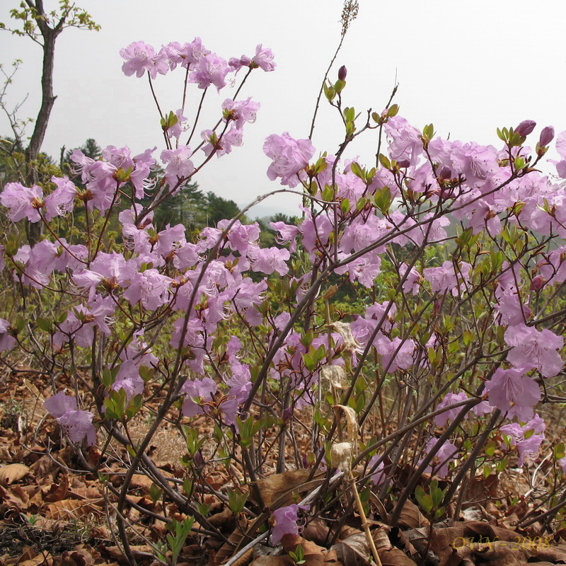 Image of Rhododendron mucronulatum specimen.