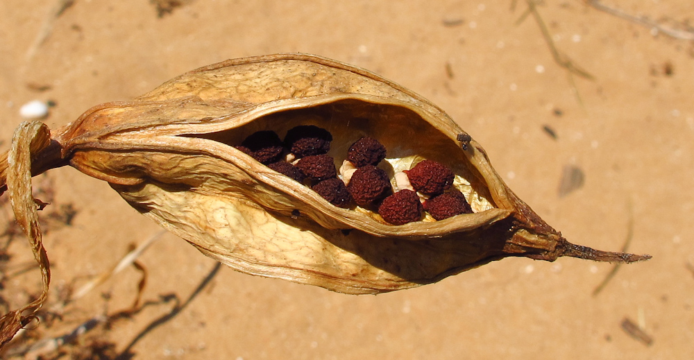 Image of Iris atropurpurea specimen.