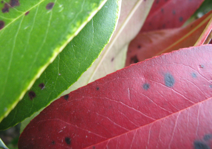 Image of Photinia serratifolia specimen.