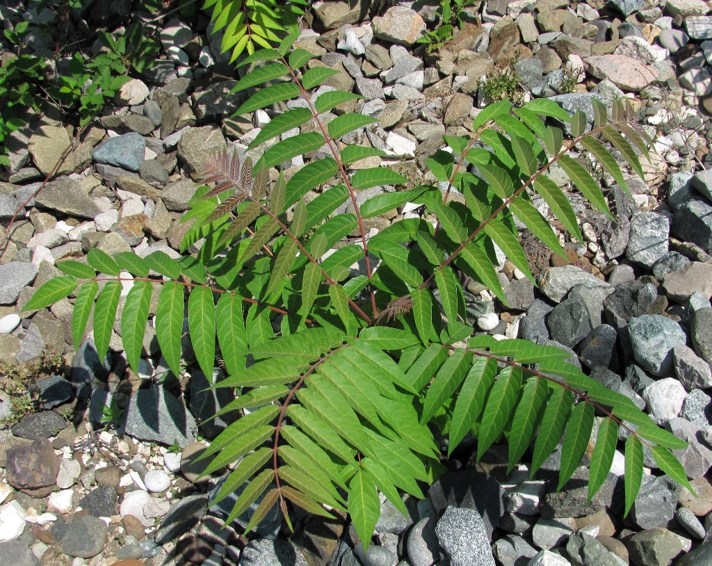 Image of Ailanthus altissima specimen.