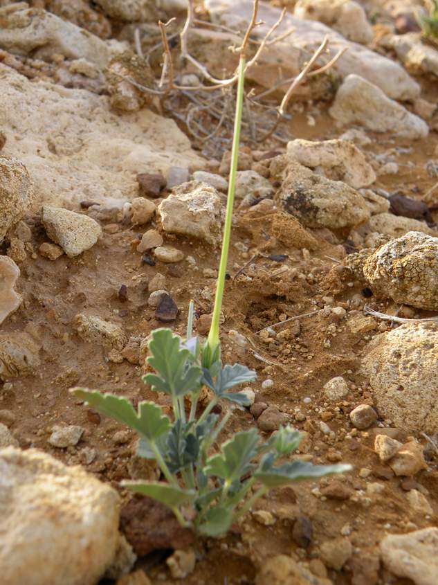 Image of Erodium oxyrhynchum specimen.