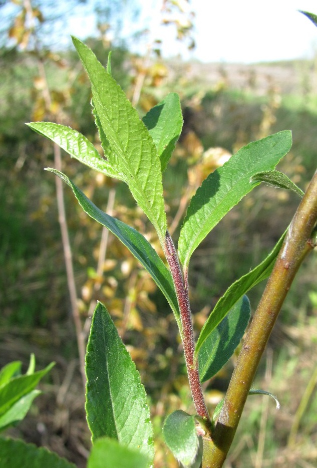 Image of Salix myrsinifolia specimen.