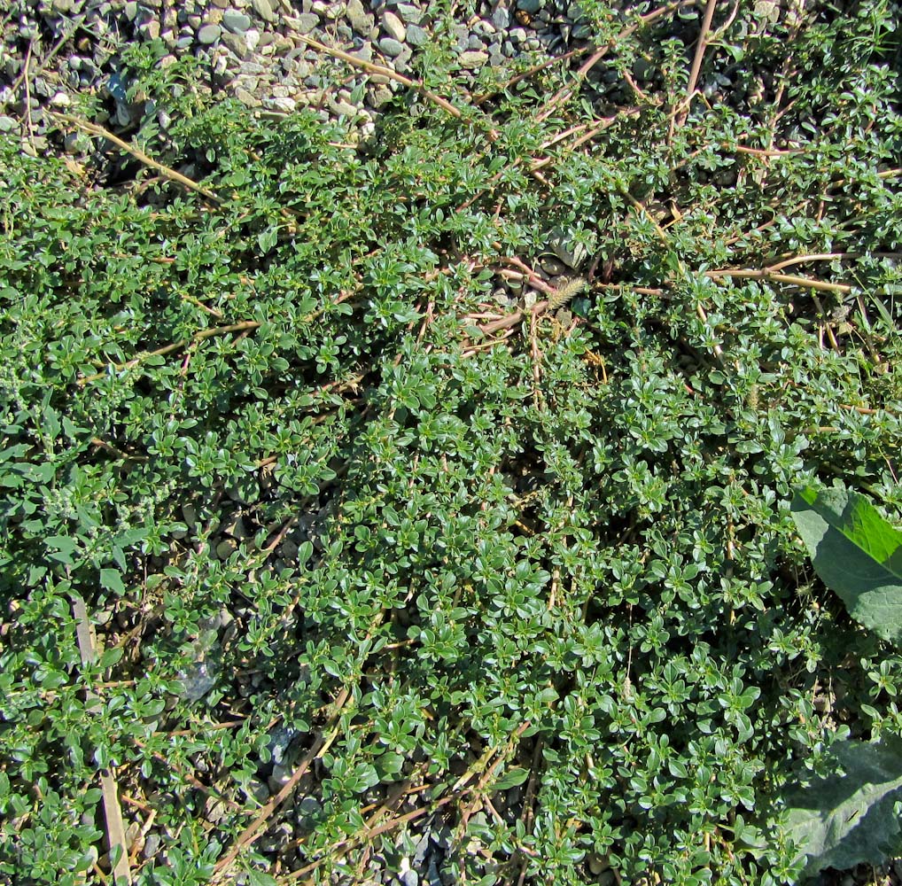 Image of Amaranthus blitoides specimen.