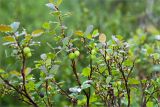 Vaccinium uliginosum. Верхушка растения с незрелыми и одним зрелым плодом. Мурманская обл., берег реки Коалланйоки (приток р. Лотта). 31.07.2012.