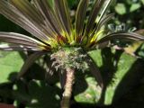 Arctotheca calendula. Соцветие; вид со стороны обёртки. Испания, г. Валенсия, резерват Альбуфера (Albufera de Valencia), стабилизировавшаяся дюна. 6 апреля 2012 г.