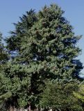 Pinus wallichiana. Взрослое дерево с шишками. Германия, г. Krefeld, ботанический сад. 16.09.2012.