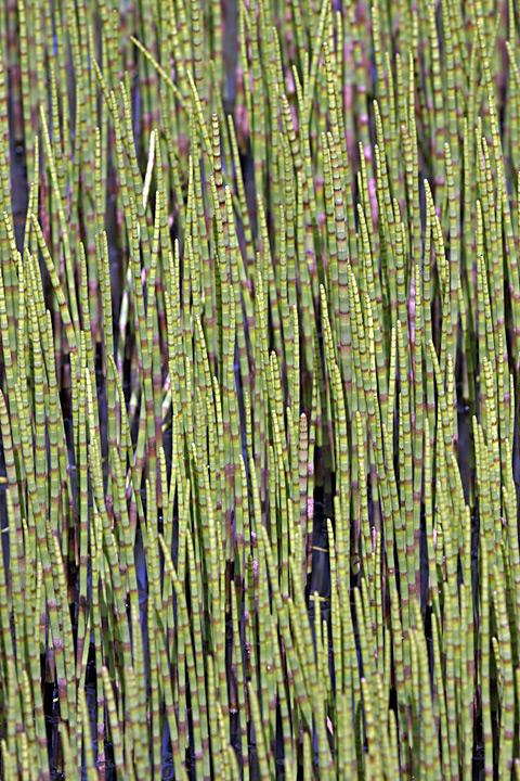 Image of Equisetum fluviatile specimen.