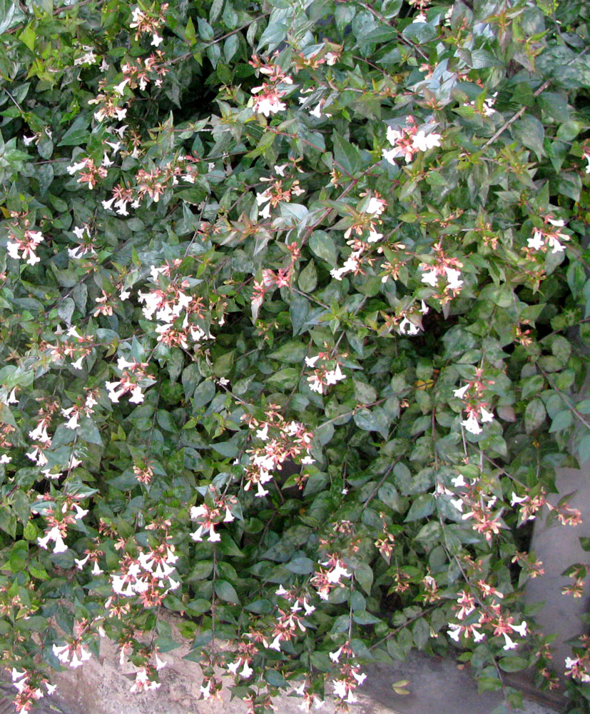 Image of Abelia &times; grandiflora specimen.