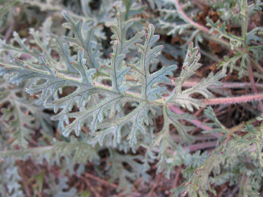 Image of Erodium crassifolium specimen.