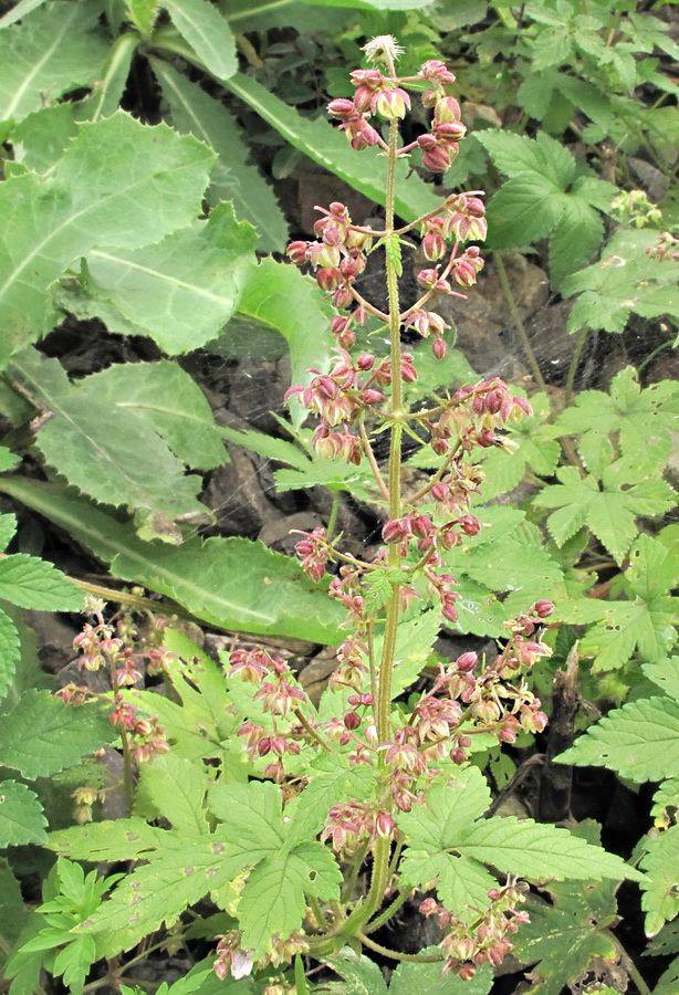 Image of Humulopsis scandens specimen.