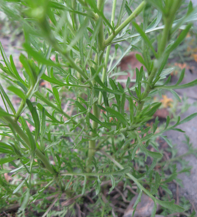 Изображение особи Lepidium ruderale.