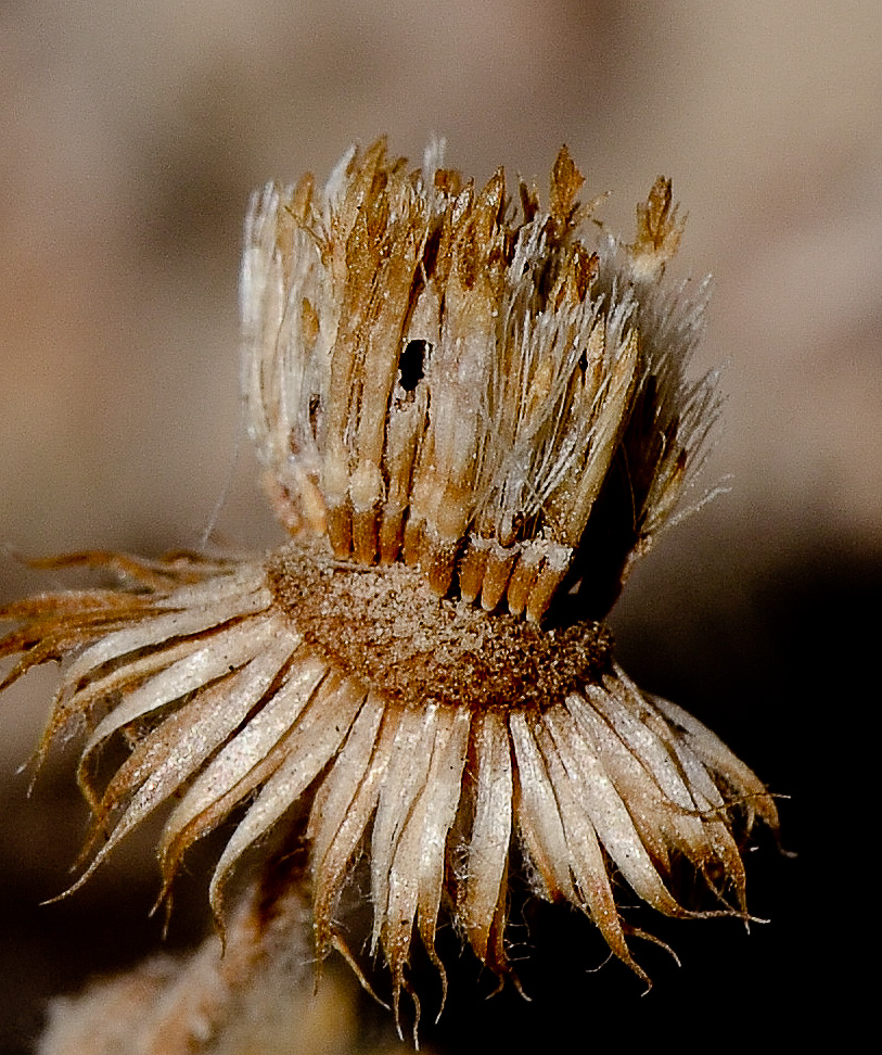 Image of Pulicaria incisa specimen.