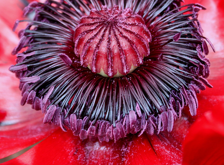 Изображение особи Papaver setiferum.