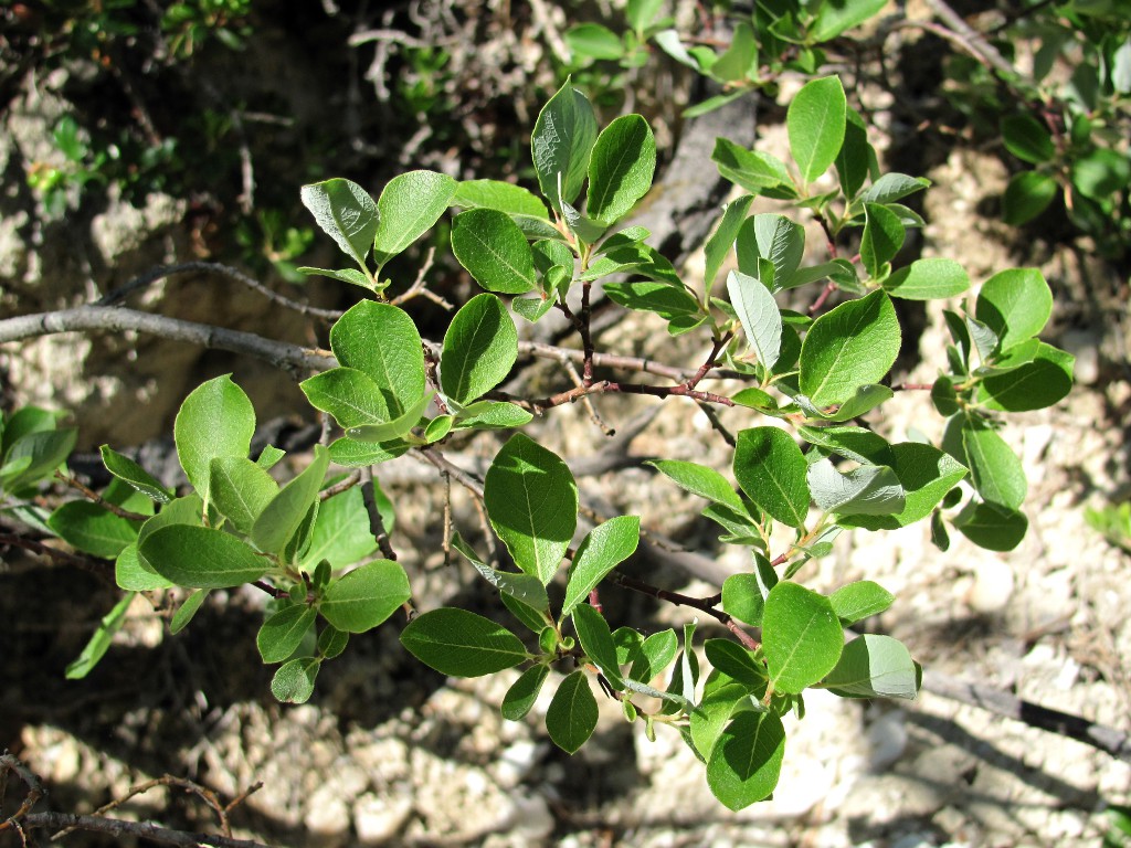 Image of Salix bebbiana specimen.