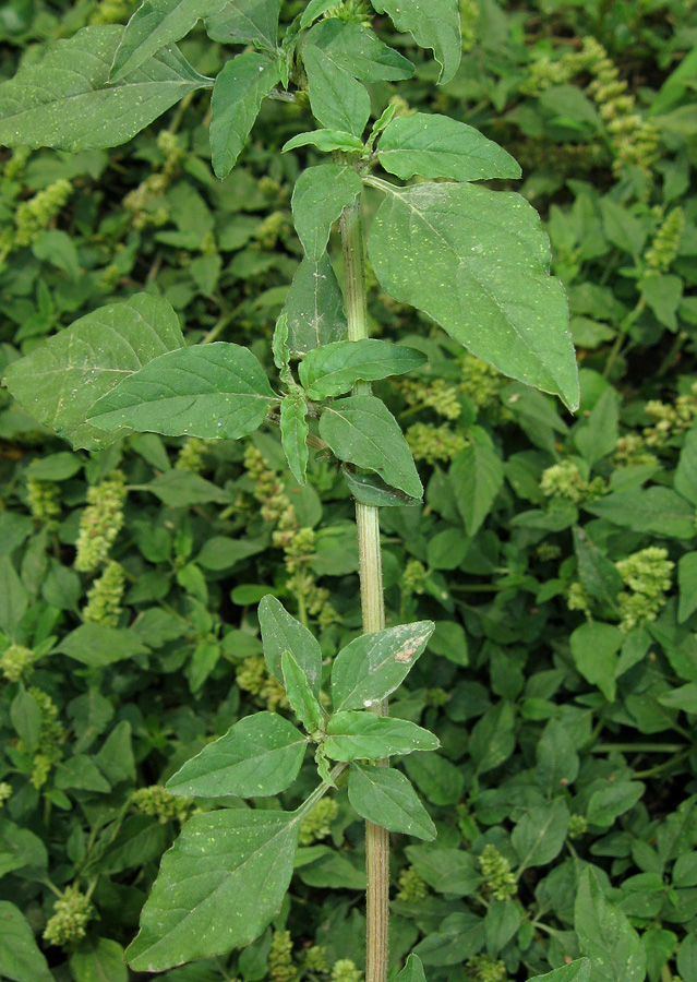 Image of Amaranthus deflexus specimen.