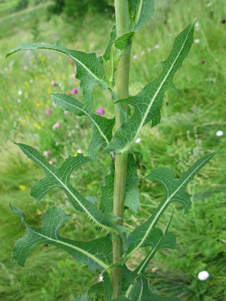 Изображение особи Lactuca serriola.