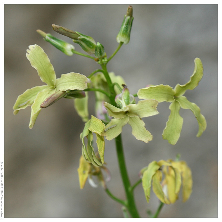 Image of Matthiola fragrans specimen.