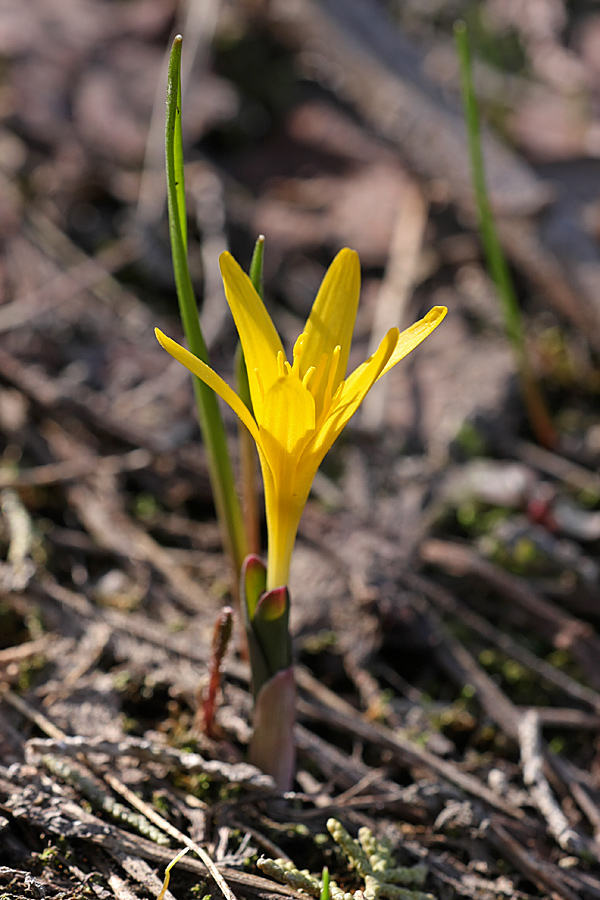 Изображение особи Colchicum luteum.