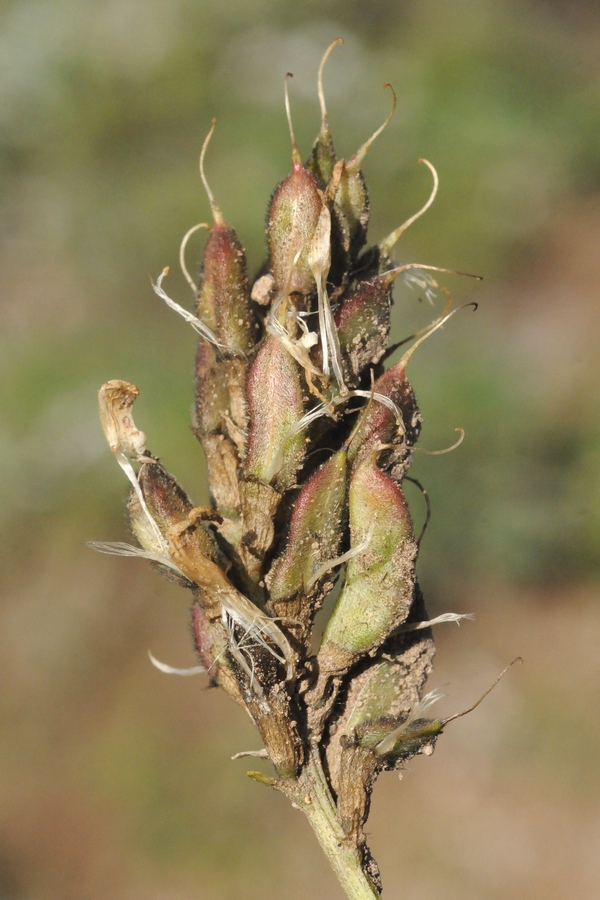 Изображение особи Astragalus tibetanus.