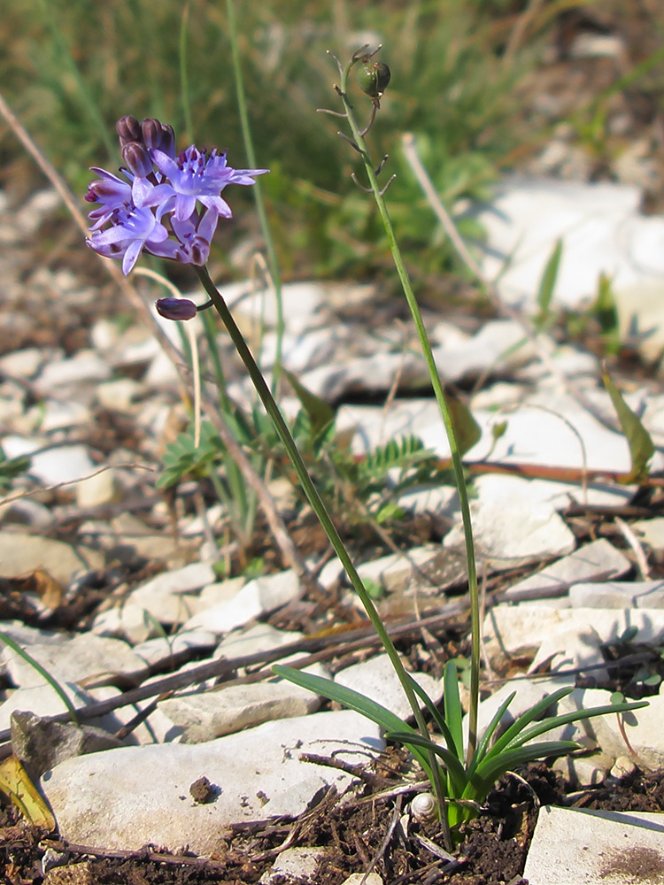 Image of Prospero autumnale specimen.