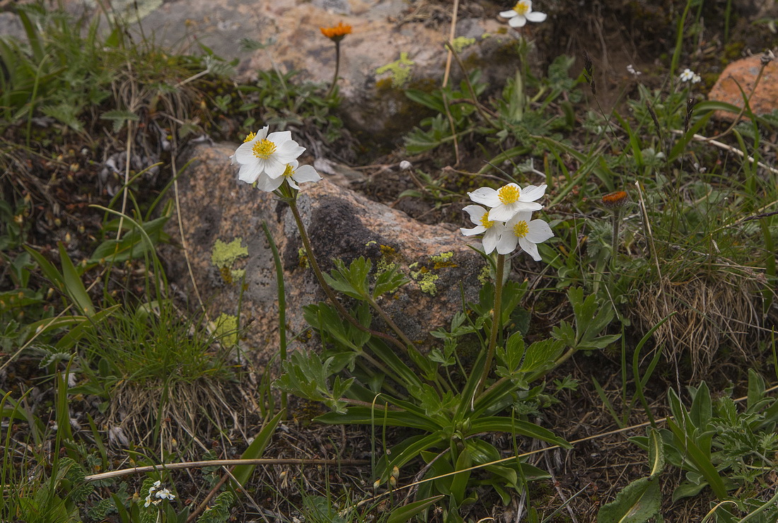 Image of Anemonastrum protractum specimen.