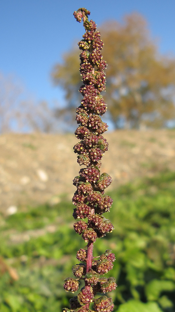 Image of Ambrosia psilostachya specimen.