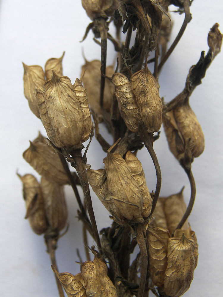 Image of Delphinium flexuosum specimen.