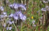 Phacelia tanacetifolia. Соцветия. Иркутская обл., окр. Иркутска, на заброшенном дачном участке. 19.08.2011.