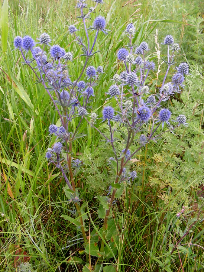 Image of Eryngium planum specimen.