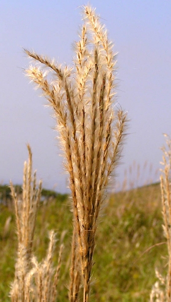 Image of Miscanthus purpurascens specimen.