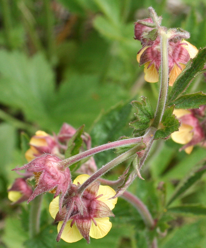 Image of Geum &times; intermedium specimen.