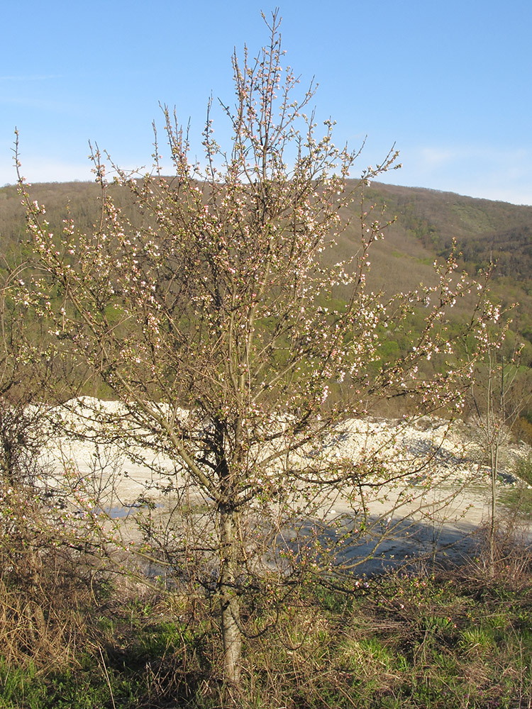 Изображение особи Malus orientalis.