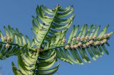 Cephalotaxus harringtonia var. drupacea