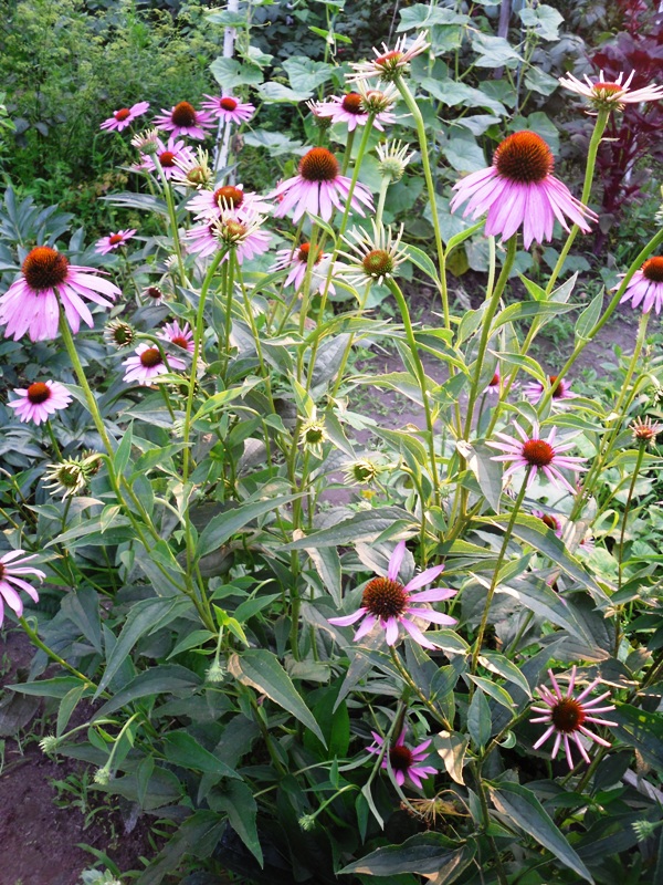 Изображение особи Echinacea purpurea.