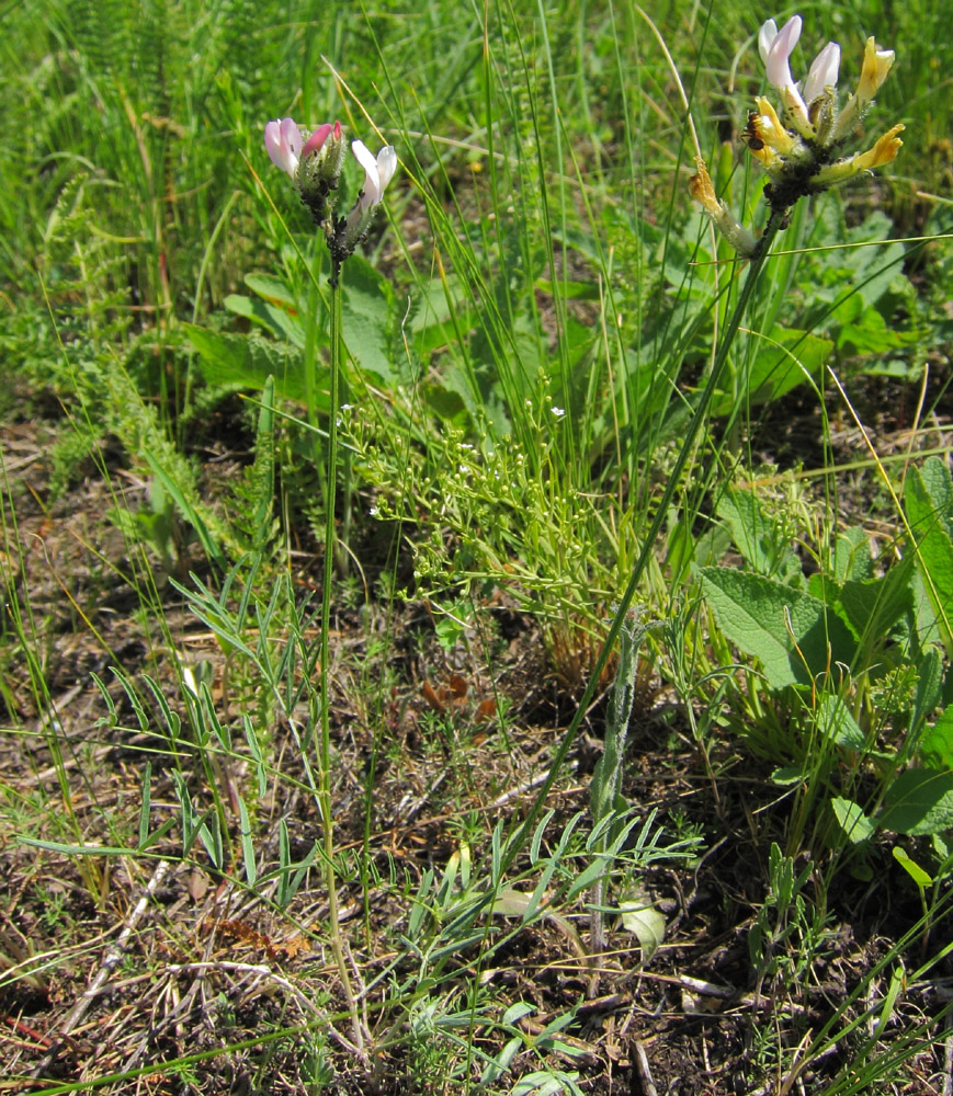 Изображение особи Astragalus macropus.