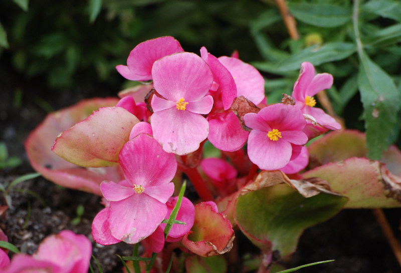 Image of Begonia &times; hortensis specimen.