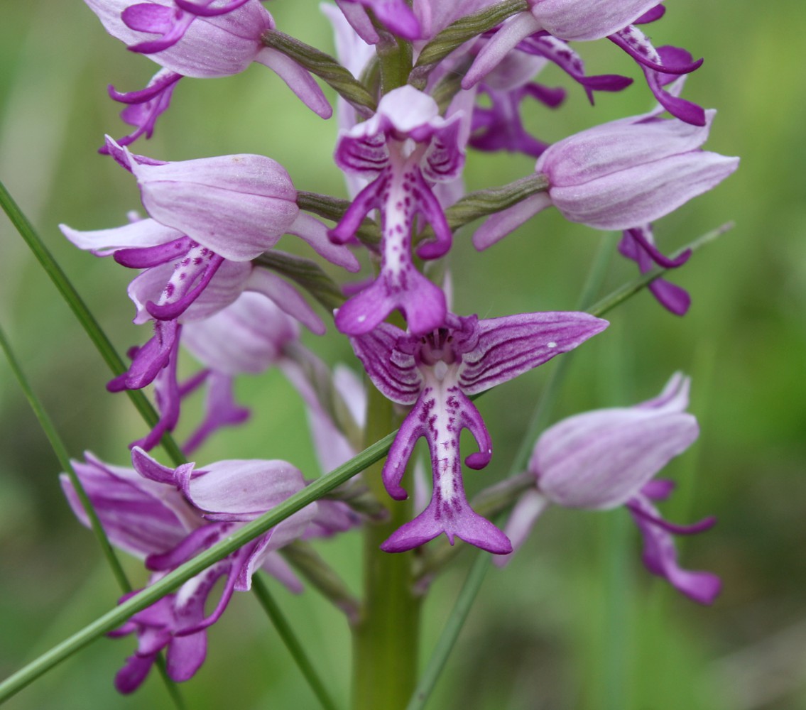 Image of Orchis militaris specimen.