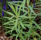 Euphorbia lucida