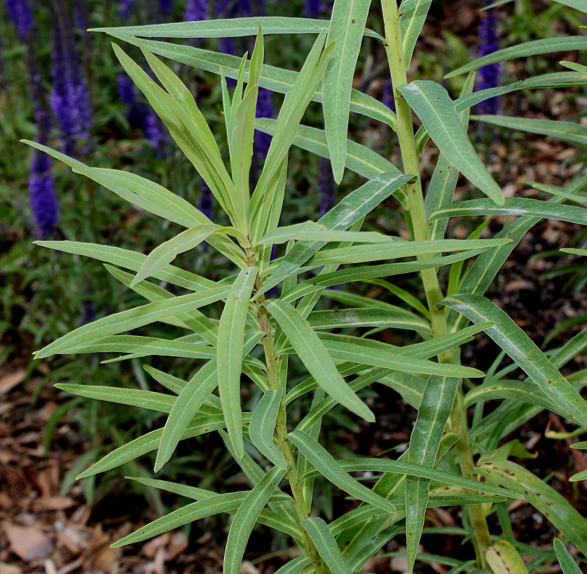 Изображение особи Euphorbia lucida.