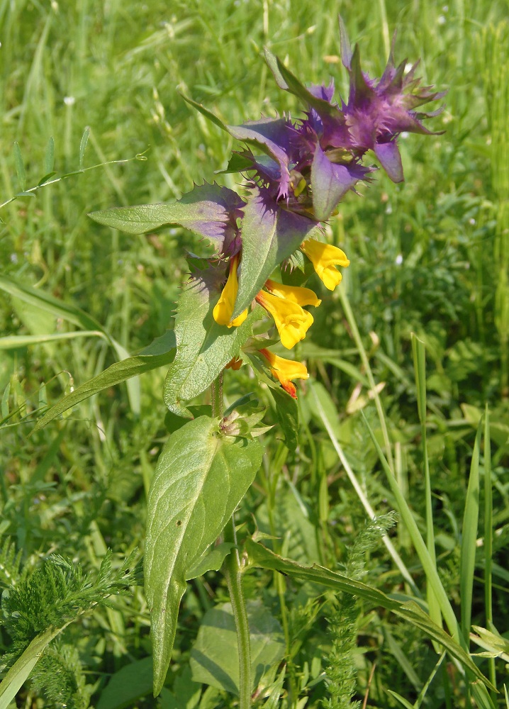 Image of Melampyrum nemorosum specimen.