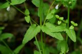 Scutellaria dependens