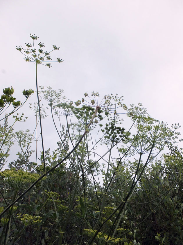 Image of Heracleum sibiricum specimen.