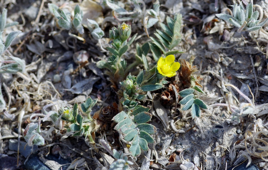 Image of Potentilla orientalis specimen.