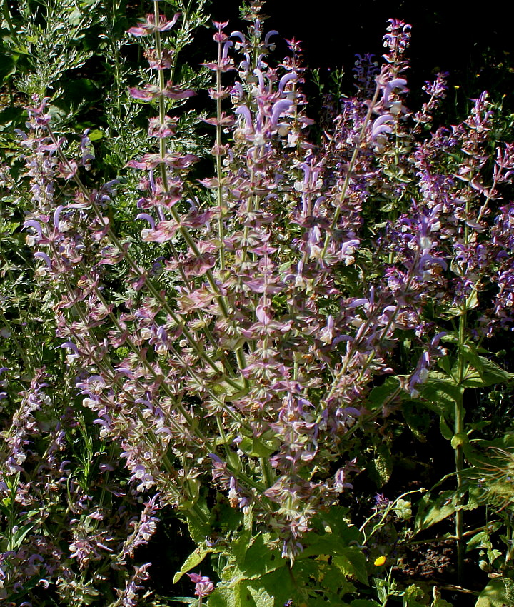 Изображение особи Salvia sclarea.