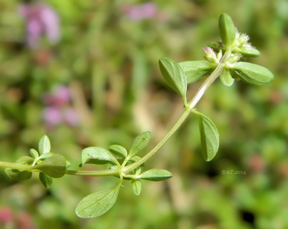 Изображение особи Thymus clandestinus.