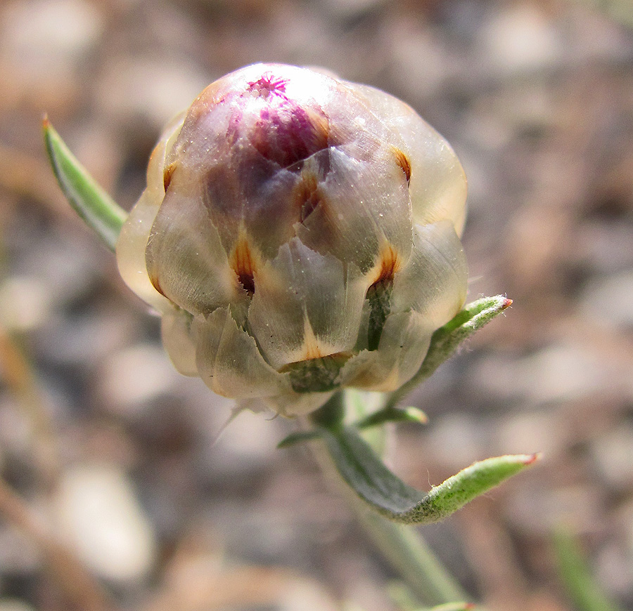 Image of Centaurea novorossica specimen.