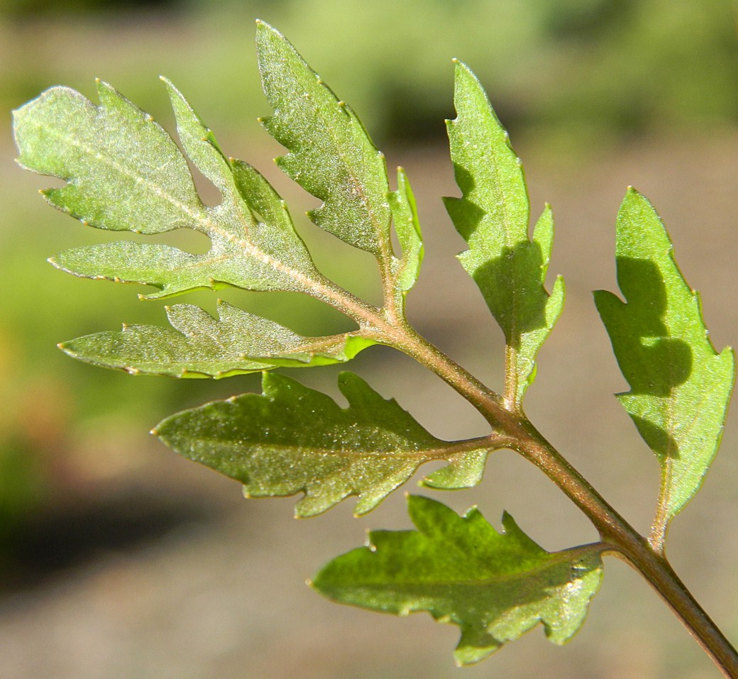 Image of Rorippa sylvestris specimen.